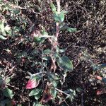 Eriogonum parvifolium Hábito