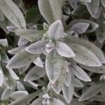 Cerastium tomentosum Leaf