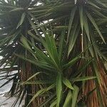 Yucca gigantea 葉