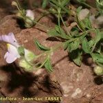 Antirrhinum hispanicum Beste bat