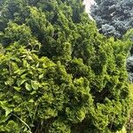 Chamaecyparis obtusa Hoja