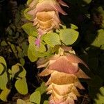 Origanum rotundifolium 花