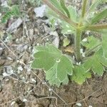 Ranunculus millefoliatus Leaf