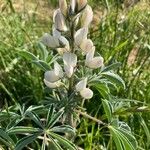 Lupinus albus Λουλούδι