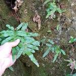 Polypodium scouleri 葉