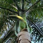 Roystonea regia Folha