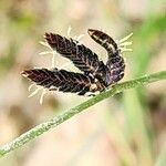 Cyperus laevigatus Flower