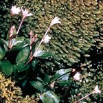 Epilobium hornemannii Habit