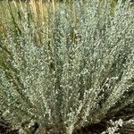 Artemisia frigida Blatt