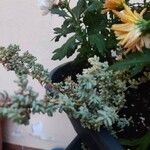 Sedum hispanicum Листок