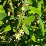 Polygonum aviculare Flor