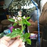 Cleome dodecandra Flower