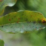 Syzygium borbonicum Leaf