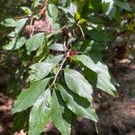 Ilex decidua Blatt