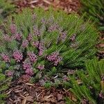 Erica vagans Elinympäristö