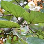 Piliostigma thonningii Λουλούδι