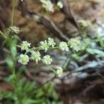 Saxifraga hostii Blomma