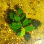 Anubias barteri Blatt