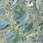 Maytenus boaria Hoja