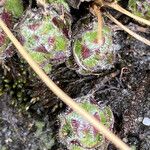 Castilleja paramensis Leaf