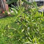 Quercus fusiformis Hoja