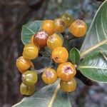 Psychotria capensis Frugt