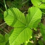 Fragaria moschata Folio