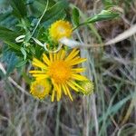 Inula spiraeifolia 花