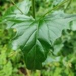 Atriplex sagittata Leaf