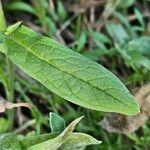 Cynoglossum amabile Folha