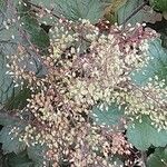 Heuchera micrantha Flower