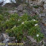 Convolvulus fernandesii