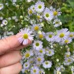 Erigeron speciosus ফুল