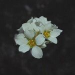 Suksdorfia ranunculifolia Kwiat