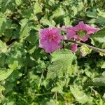 Malva thuringiaca Flower