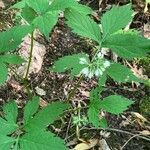 Hydrophyllum virginianum Flower