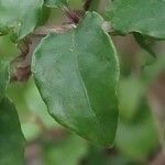 Thunbergia erecta Leaf