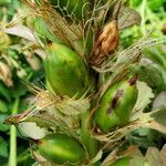 Acanthus mollis ഫലം