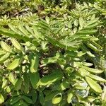 Kalanchoe prolifera Leaf