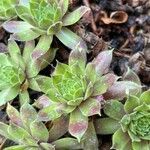 Sempervivum montanum List