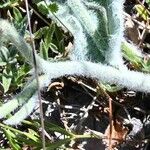 Hieracium tomentosum 樹皮