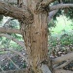 Juniperus drupacea Bark