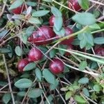 Vaccinium oxycoccos Fruchs