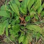 Crepis mollis Blad