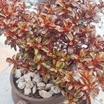 Coprosma repens List