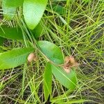 Parinari capensis Fruit