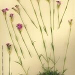 Dianthus scaber Egyéb