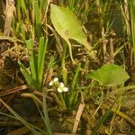 Limnophyton obtusifolium Habitat