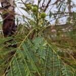 Leucaena leucocephala Хабит