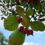 Crataegus persimilis ശീലം